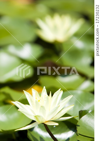 flower world_221 flower world_221 17230232