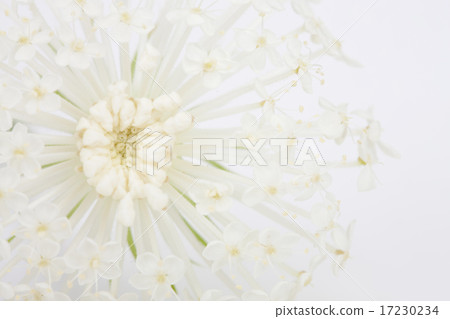 flower world_044 17230234