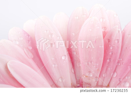 flower world_121 flower world_121 17230235