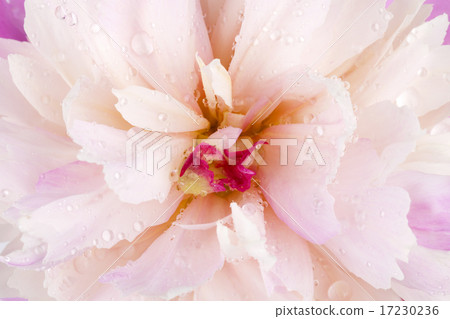 flower world_124 flower world_124 17230236