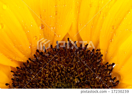flower world_123 17230239