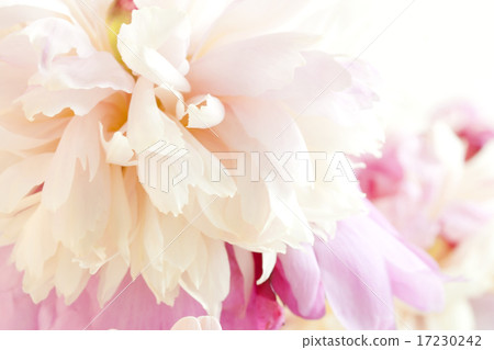 flower world_143 flower world_143 17230242