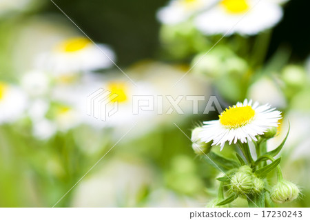 flower world_146 flower world_146 17230243