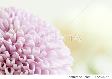 flower world_141 flower world_141 17230246