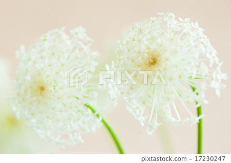 flower world_126 flower world_126 17230247