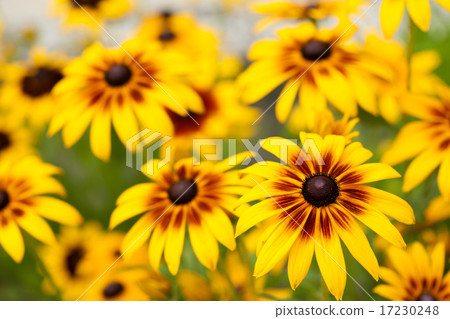 flower world_150 flower world_150 17230248