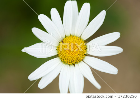 flower world_159 flower world_159 17230250