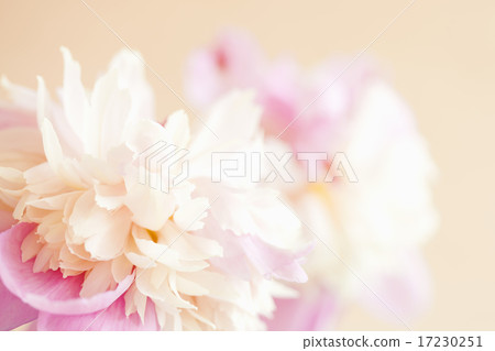 flower world_130 flower world_130 17230251
