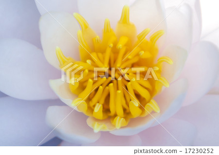 flower world_222 flower world_222 17230252