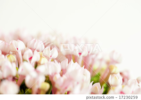 flower world_140 flower world_140 17230259