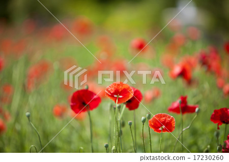 flower world_231 17230260