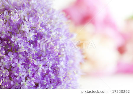flower world_142 flower world_142 17230262