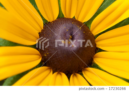 flower world_152 flower world_152 17230266