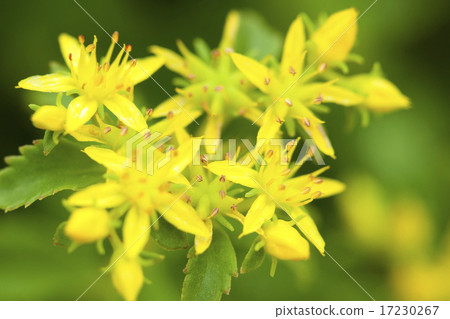 flower world_166 flower world_166 17230267