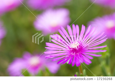 flower world_165 flower world_165 17230268