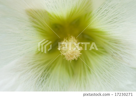 flower world_155 flower world_155 17230271