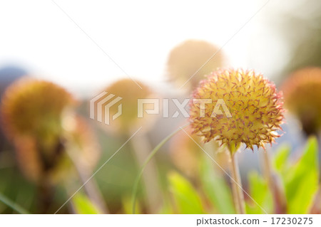 flower world_175 17230275
