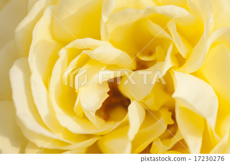 flower world_182 flower world_182 17230276
