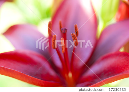 flower world_215 flower world_215 17230283