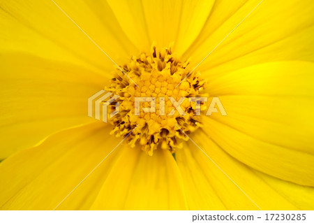 flower world_216 flower world_216 17230285