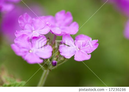flower world_162 flower world_162 17230286