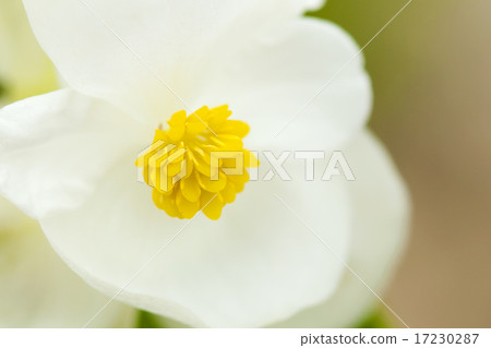 flower world_163 flower world_163 17230287