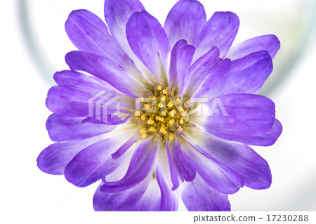 flower world_108 17230288