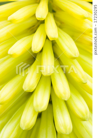 flower world_170 flower world_170 17230295