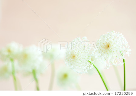 flower world_127 flower world_127 17230299