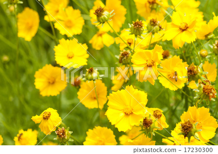 flower world_168 17230300
