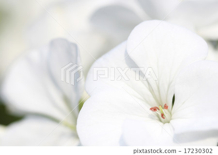 flower world_179 flower world_179 17230302