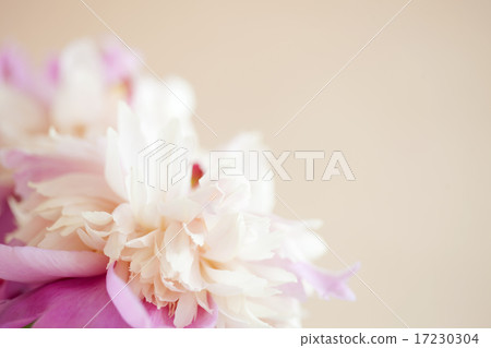 flower world_129 flower world_129 17230304
