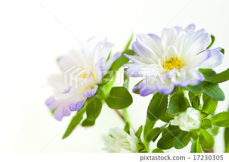 flower world_136 flower world_136 17230305