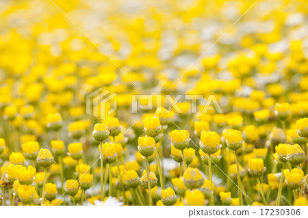flower world_185 flower world_185 17230306