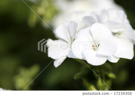 flower world_178 flower world_178 17230308