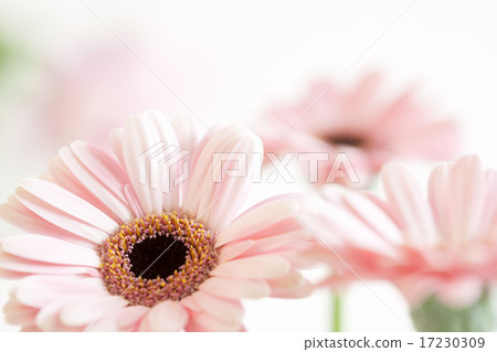flower world_139 flower world_139 17230309