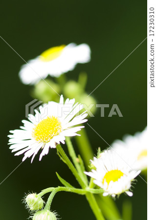flower world_148 flower world_148 17230310