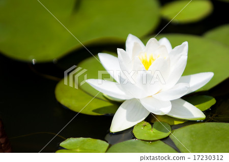 flower world_227 flower world_227 17230312