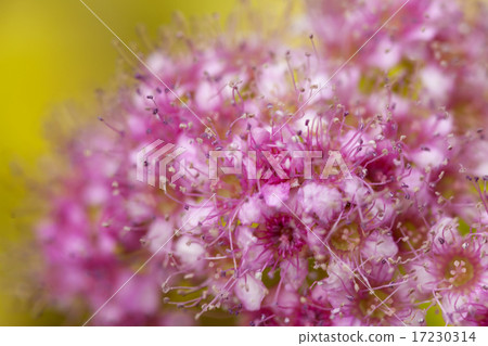 flower world_156 flower world_156 17230314