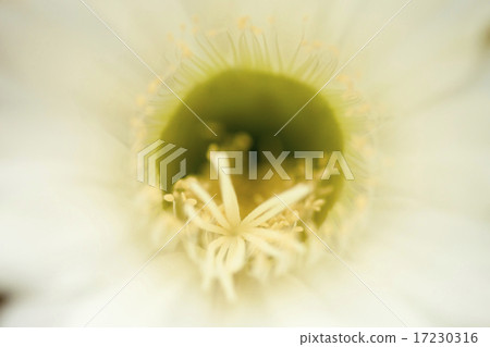flower world_233 17230316