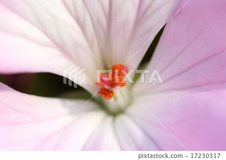flower world_180 flower world_180 17230317