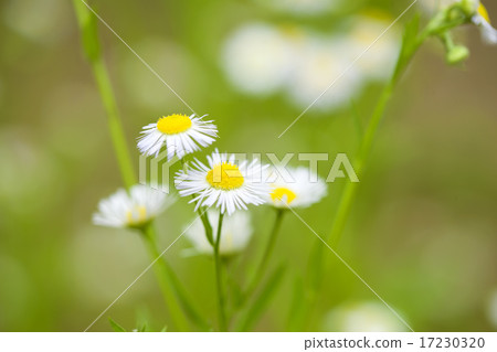 flower world_158 flower world_158 17230320