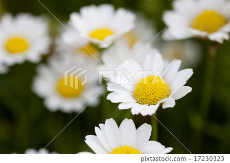 flower world_186 flower world_186 17230323