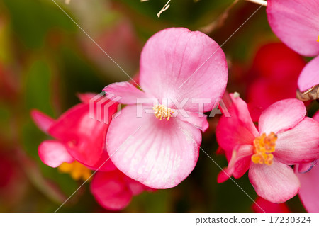 flower world_161 flower world_161 17230324