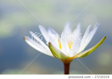 flower world_192 flower world_192 17230329