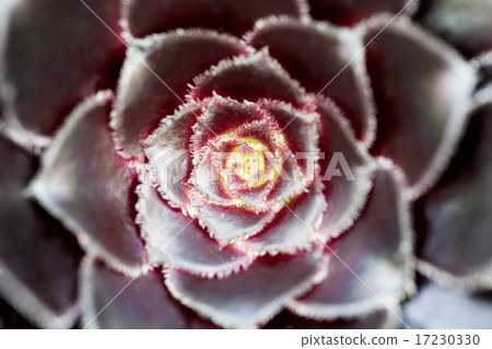 flower world_188 flower world_188 17230330