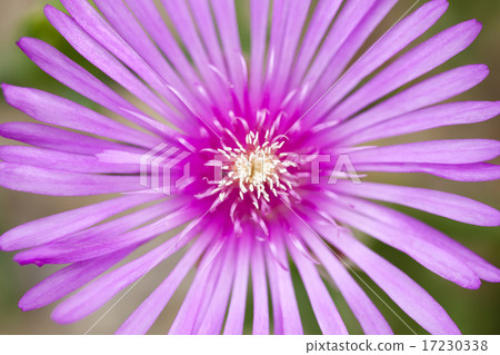 flower world_164 flower world_164 17230338