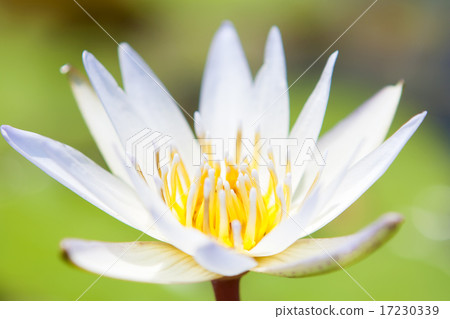 flower world_190 flower world_190 17230339