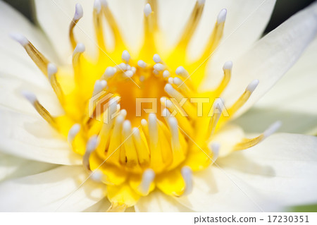 flower world_202 flower world_202 17230351