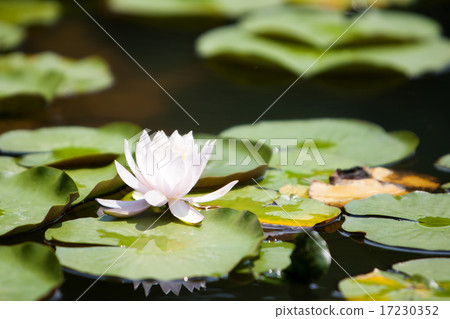 flower world_220 flower world_220 17230352